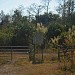 Miccosukee Indian Reservation