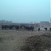 Dairy Farm No:02 in Peshawar city