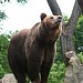 Вольер медведей в городе Калининград