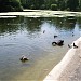 St. James's Park Lake