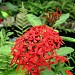 東京都立 神代植物公園