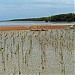 Globe Saviour Mangrove Forest