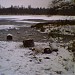 Сосновый остров в городе Гатчина