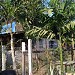 Nwee's home in Pathein (Bassein) city