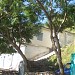 S D M Office in Sangrah city