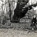 Elm of Peter I the Great in Riga city
