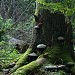 Białowieża Forest/Belovezhskaya Puscha
