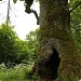 Białowieża Forest/Belovezhskaya Puscha