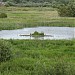 Portrack Marsh Nature Reserve