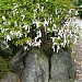 Onsen shrine