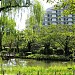 Pond in Tokyo city