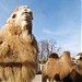 Вольєр верблюдів в місті Харків