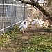 Вольєр пеліканів в місті Харків