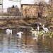 Пруд с пеликанами в городе Харьков