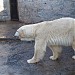 Вольер белых медведей в городе Харьков