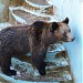 Вольєр бурих ведмедів в місті Харків