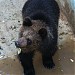 Вольер бурых медведей в городе Харьков