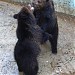 Вольер бурых медведей в городе Харьков