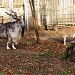 Вольєр гвинторогих козлів в місті Харків