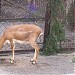 Вольер 