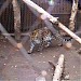 Вольер леопарда амурского в городе Харьков