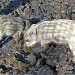 Зооуголок ДЖД в городе Запорожье