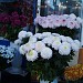 Цветочный киоск в городе Харьков