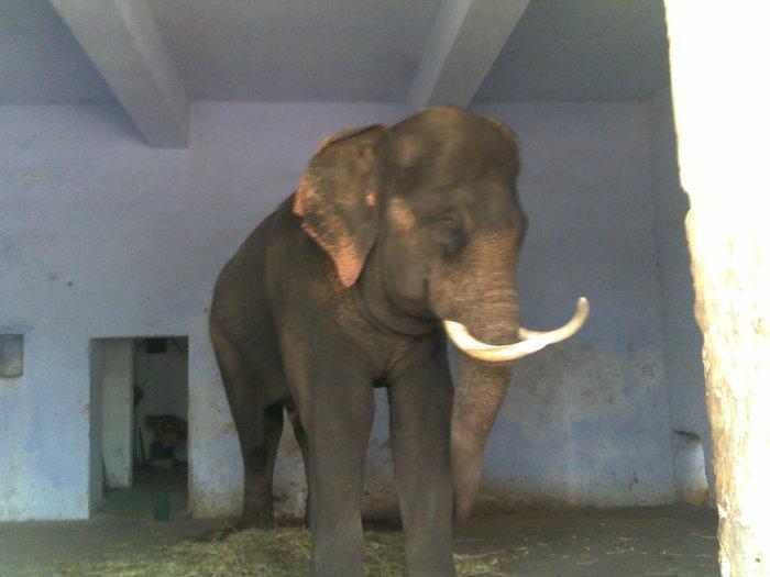 Kankaria Zoo - Ahmedabad