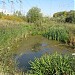Заросший пруд в пойме реки Чермянки в городе Москва