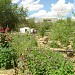 Зеленые насаждения в городе Байконур