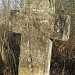 Cruce de Piatra scrisa in slavona