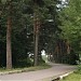 Сосновая аллея в городе Москва