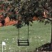 White House Tree Swing in Washington, D.C. city