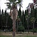 Сквер с пальмами и елями (ru) in Alushta city