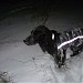 Место выгула собак в городе Североуральск