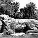 le lion in Ifrane city