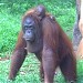 Kandang Orang Utan Goa PPS (id) in Jakarta city