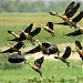 Purbasthali Lake & Bird Sanctuary