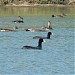 Purbasthali Lake & Bird Sanctuary