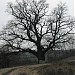 The Old Oak Tree