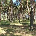 Лес Маяк в городе Николаев