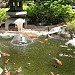 Kosenji Temple in Tokyo city