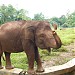Gajah Tunggang (id) in Jakarta city