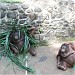 Kandang Orang Utan PPS (id) in Jakarta city