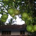 Gafoor Challiyil. (S/o Hamsa) in Pattambi city