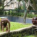 Kandang Orang Utan & ula Von Mengden (id) in Jakarta city