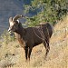 Junction Sheep Range Provincial Park