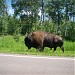 Elk Island National Park