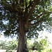 Love of Trees.