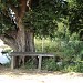 Ancient Stone Bed under Tamirand Tree. ( For Relaxation of Travelers )